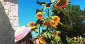 Ayçiçekleri ve Mina