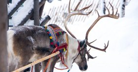 ren geyikleri lapland