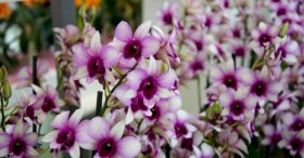 KEUKENHOF PARK ORKİDELER