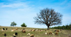 Safranbolu Çevresinde bir köy