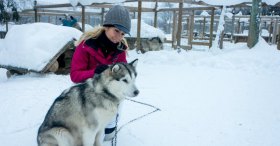 Husky Çiftliği Lapland