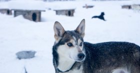Husky Çiftliği Lapland