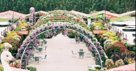Dubai Miracle Garden