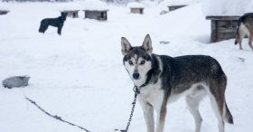 Husky Çiftliği Lapland