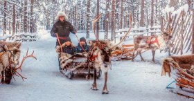 ren geyikleri lapland