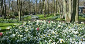 KEUKENHOF PARK