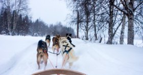 Husky Safari lapland