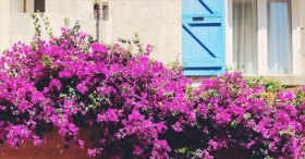 St Tropez sokakları