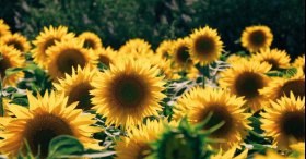 28A933E5-8B56-41A6-AD01-2B8FF50A5515