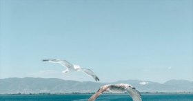 Feribot ve Martılar