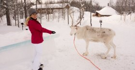 ren geyikleri lapland