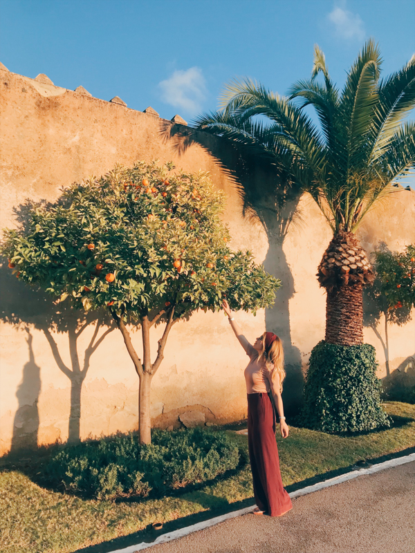 Fas'ın Portakal ağaçları