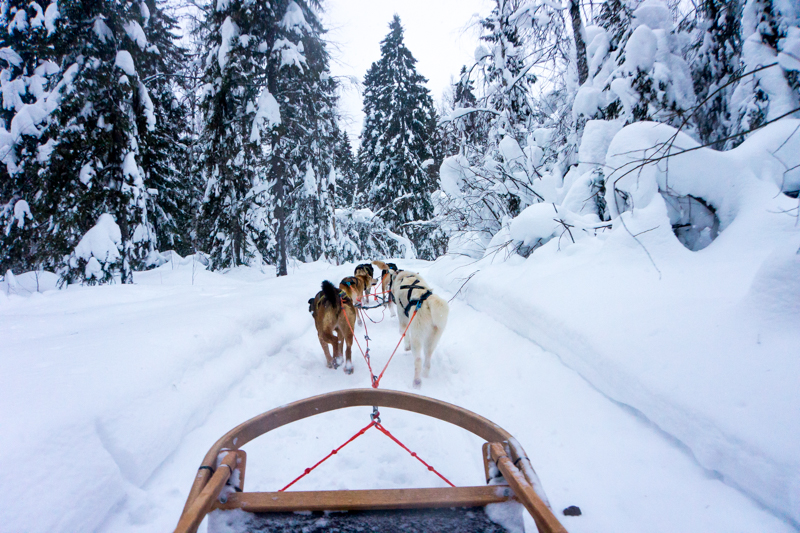 husky safari lapland