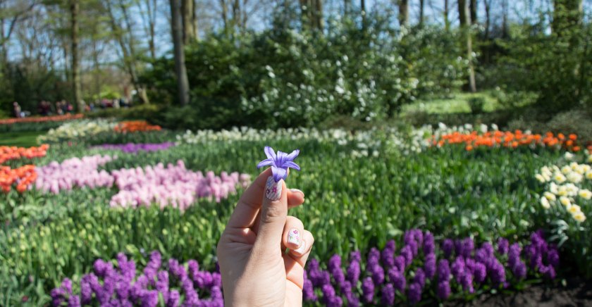 Amsterdam: Lale Festivaline Renkli Bir Yolculuk