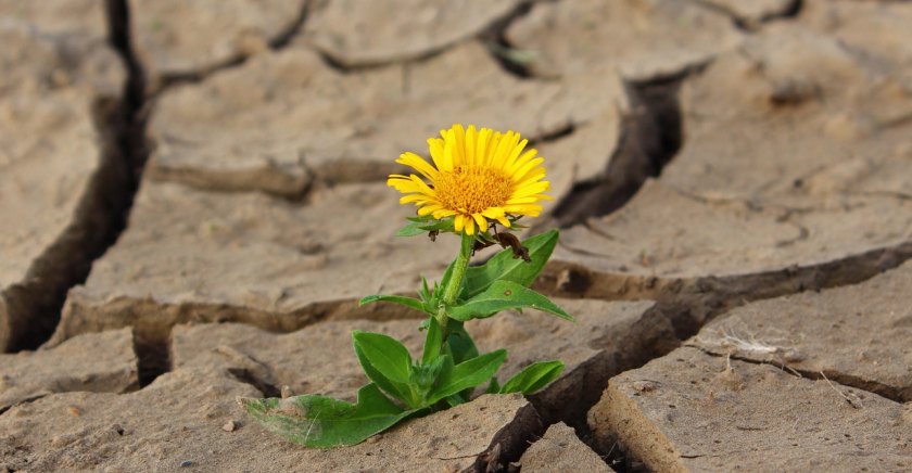 Korkunun Panzehiridir Şefkat!