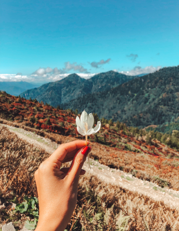 çiğdem çiçeği karadeniz