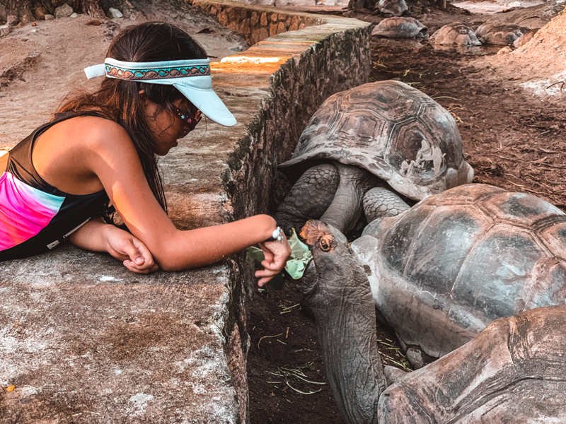 Anse Source D'Argent dev kamlumbağalar çocukla