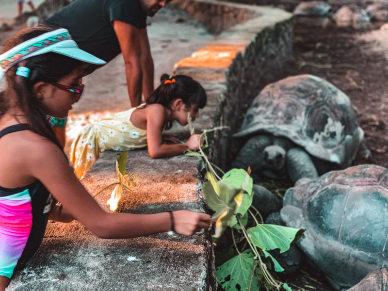 kambumbağalar seyseller