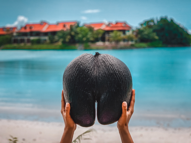 seyseller hindistan cevizi